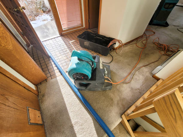 Best Mold removal after water damage  in Selmer, TN
