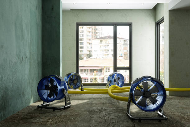 Best Local water damage restoration  in Selmer, TN